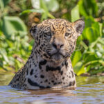 Having lost a bit of its right ear in a fight, Jaguar 