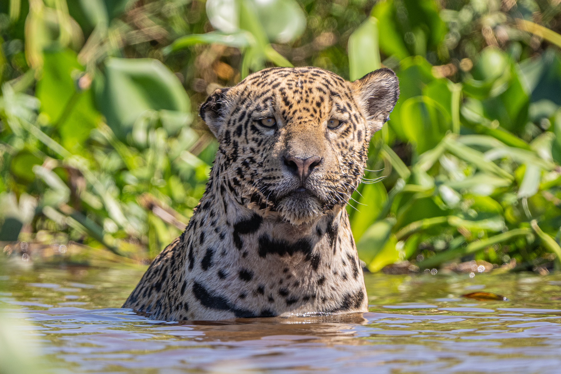 Having lost a bit of its right ear in a fight, Jaguar 