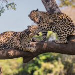 Although they are in a coalition, it is not always entirely peaceful between 