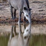 With the severe drought in the Pantanal in 2026, Tapirs regularly came for a drink even in broad daylight (image by Oliver Krueger)
