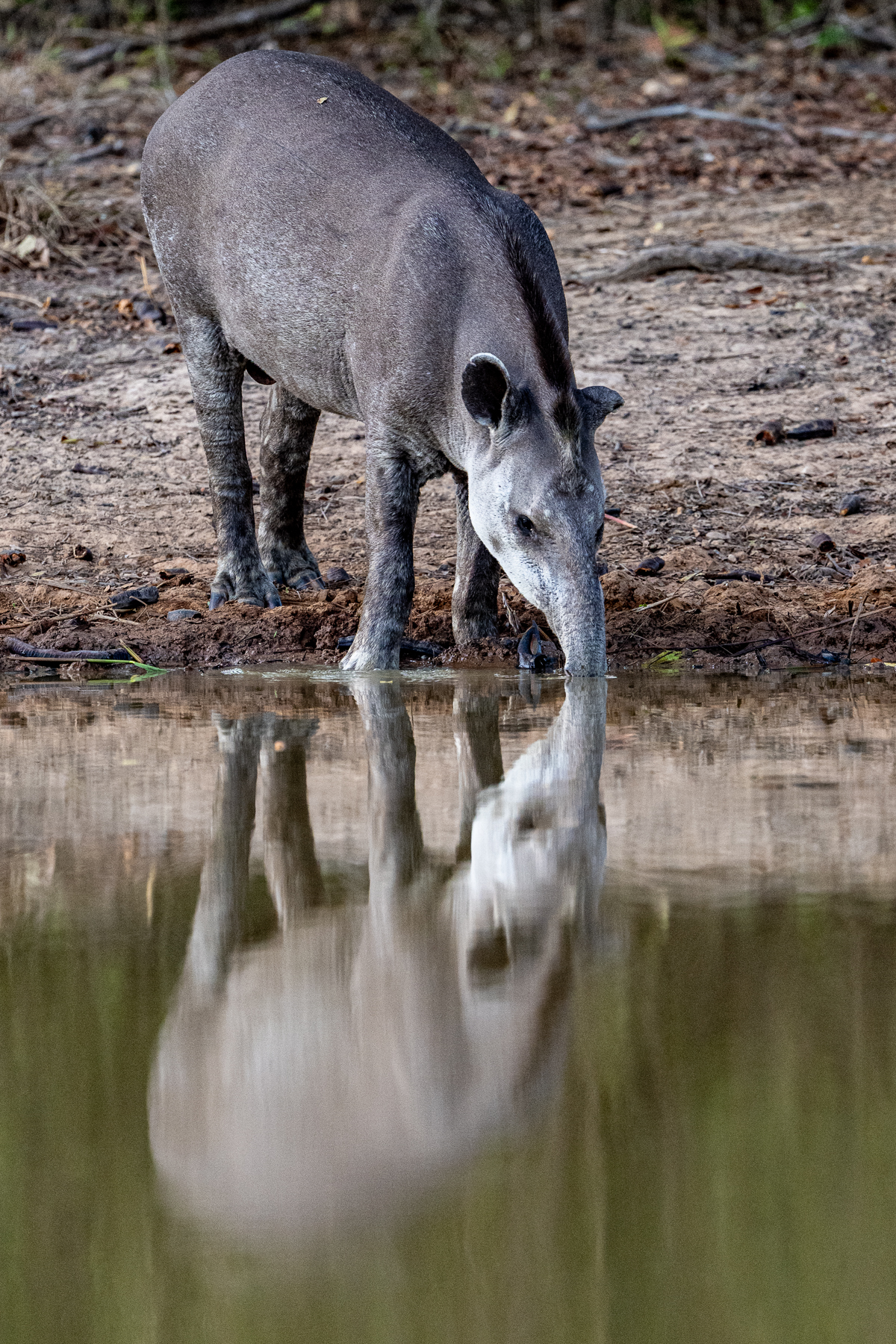 With the severe drought in the Pantanal in 2026, Tapirs regularly came for a drink even in broad daylight (image by Oliver Krueger)