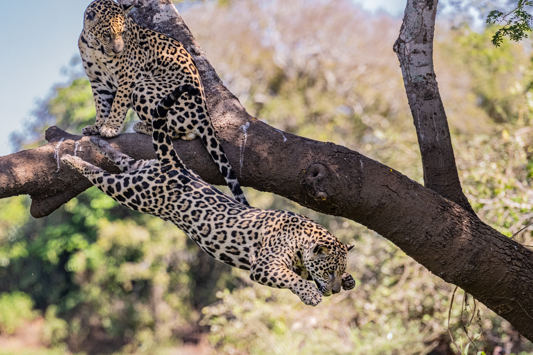 Jaguar 