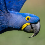 Beautiful blue, portrait of a flying Hyacinth Macaw (image by Oliver Krueger)