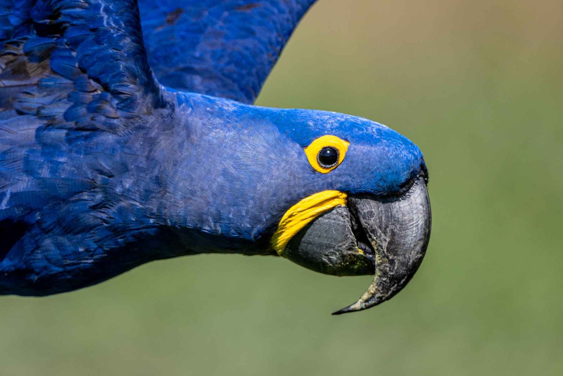 Beautiful blue, portrait of a flying Hyacinth Macaw (image by Oliver Krueger)