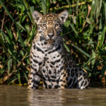This Jaguar cub is not sure what to think about the photographer (image by Oliver Krueger)