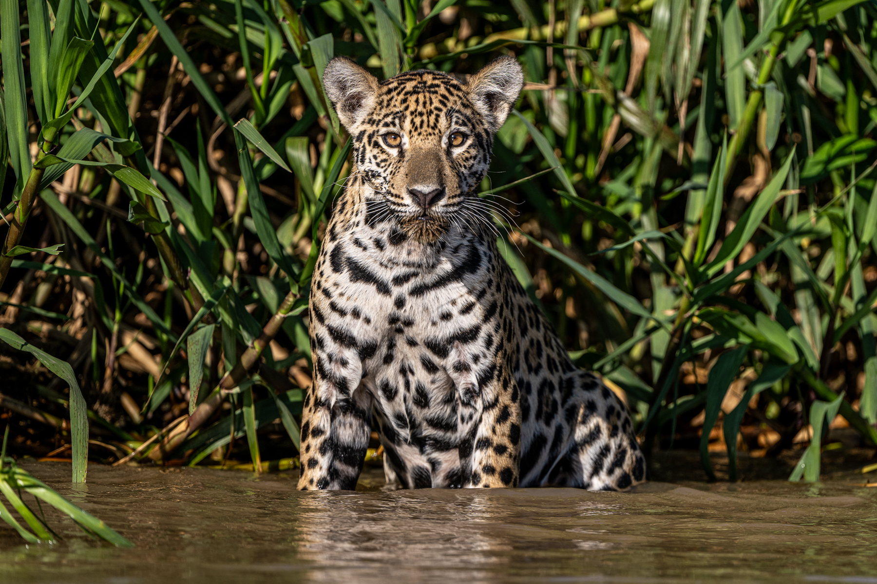 This Jaguar cub is not sure what to think about the photographer (image by Oliver Krueger)