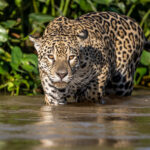 Jaguar female 