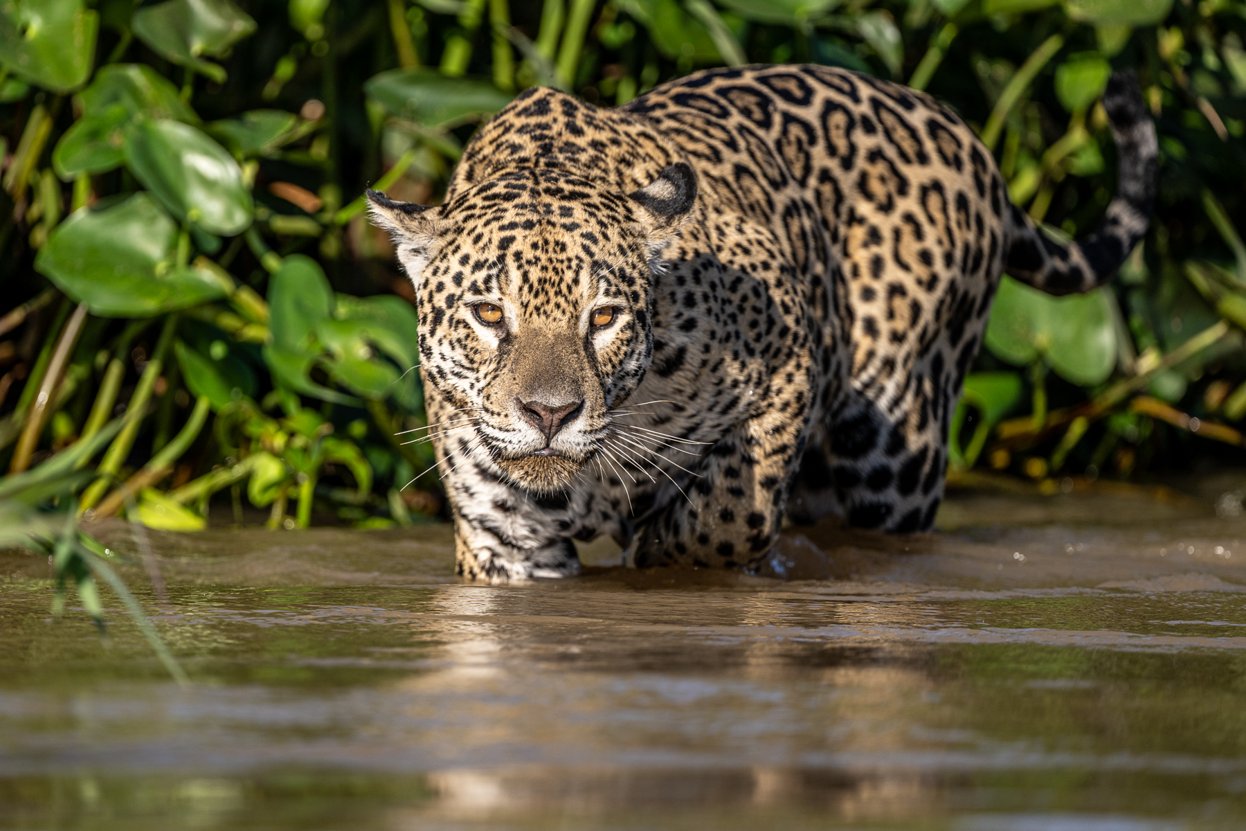 Jaguar female 