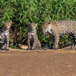 Jaguar family life, 