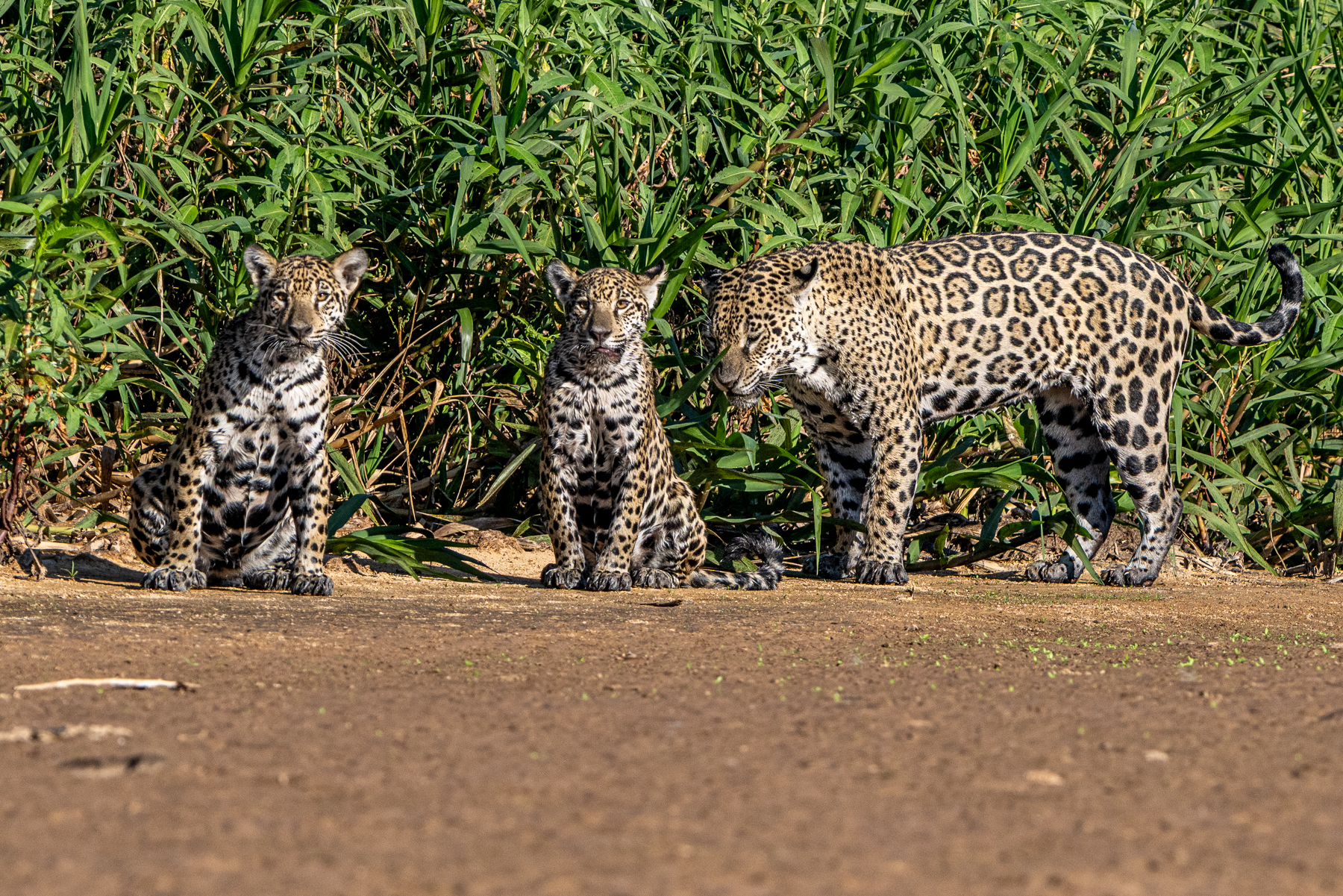 Jaguar family life, 
