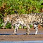 Female Jaguar 