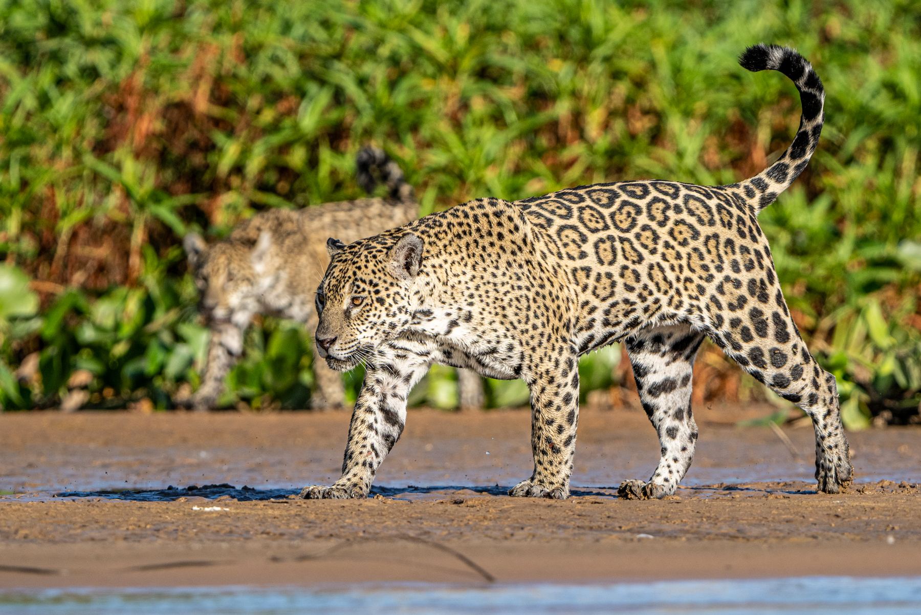 Female Jaguar 