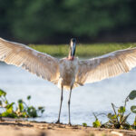 With a wingspan of 2.8 metres, the Jabiru stork is the largest flying bird of South America (image by Oliver Krueger)
