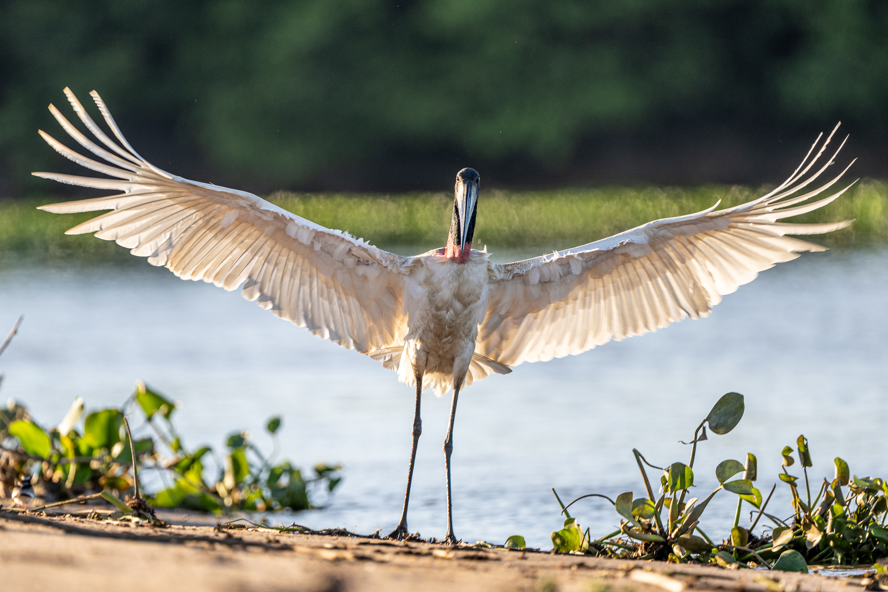 With a wingspan of 2.8 metres, the Jabiru stork is the largest flying bird of South America (image by Oliver Krueger)