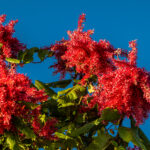 A beacon of bright red light, a flowering Ant Tree (image by Oliver Krueger)