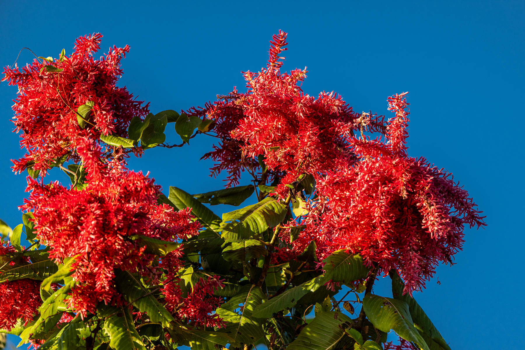 A beacon of bright red light, a flowering Ant Tree (image by Oliver Krueger)