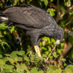 A Great Black Hawk in the process of devouring a tree frog (image by Oliver Krueger)