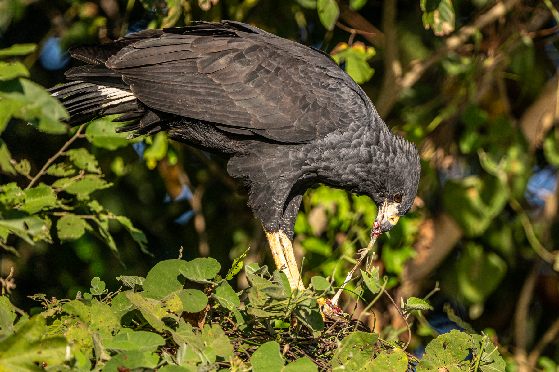 A Great Black Hawk in the process of devouring a tree frog (image by Oliver Krueger)
