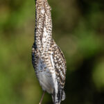 The immature Rufescent Tiger Heron is arguably more pretty than the adult (image by Oliver Krueger)