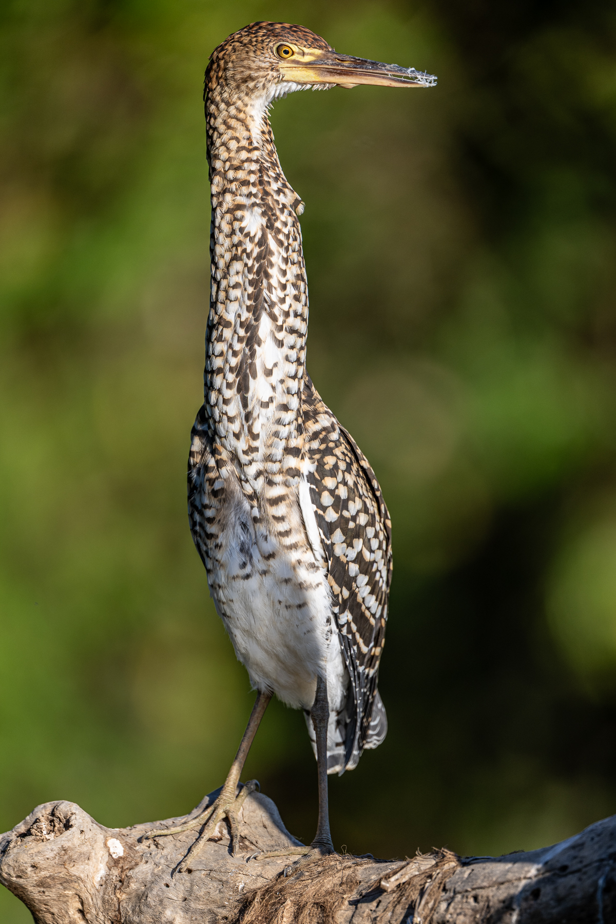 The immature Rufescent Tiger Heron is arguably more pretty than the adult (image by Oliver Krueger)