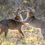 Play time for two Crab-eating Foxes (image by Oliver Krueger)