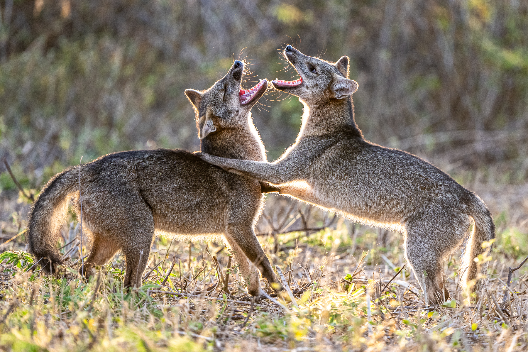 Play time for two Crab-eating Foxes (image by Oliver Krueger)