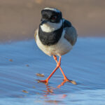 While it looks comical, the Pied Lapwing is very capable of walking the riversides in the Pantanal (image by Oliver Krueger)