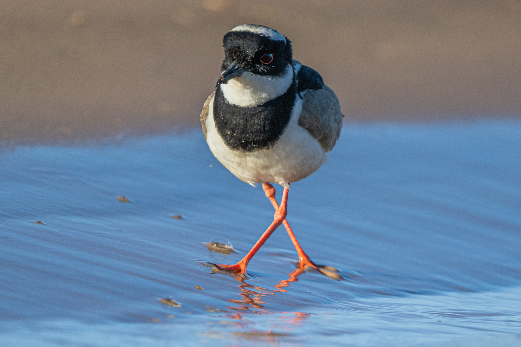 While it looks comical, the Pied Lapwing is very capable of walking the riversides in the Pantanal (image by Oliver Krueger)