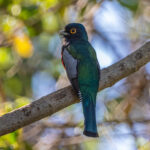 A Blue-crowned Trogon male with the shoulder look (image by Oliver Krueger)