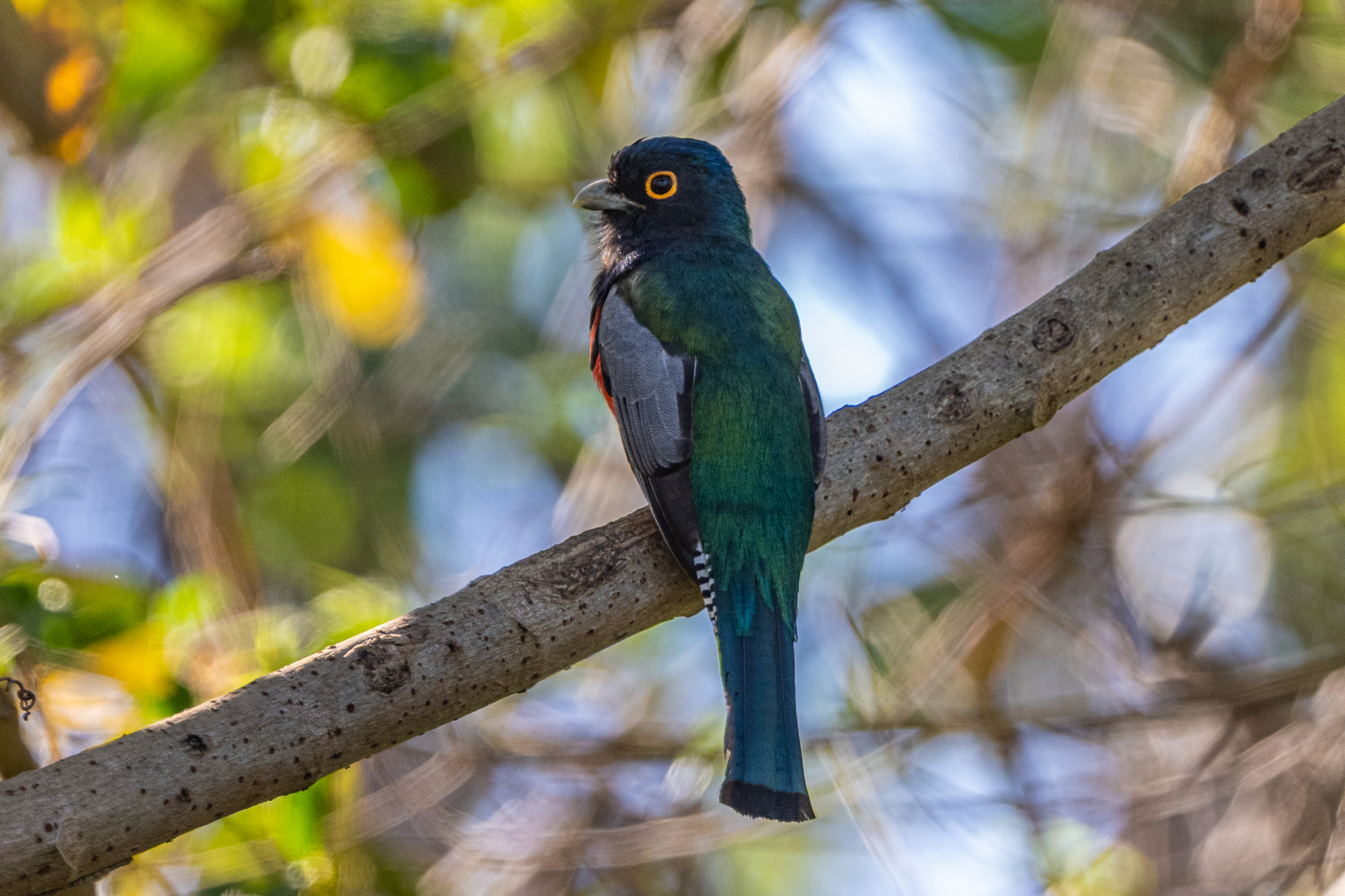 A Blue-crowned Trogon male with the shoulder look (image by Oliver Krueger)