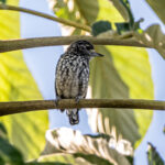 Rare to see and very difficult to photograph, the tiny (9 cm) White-wedged Piculet (image by Oliver Krueger)