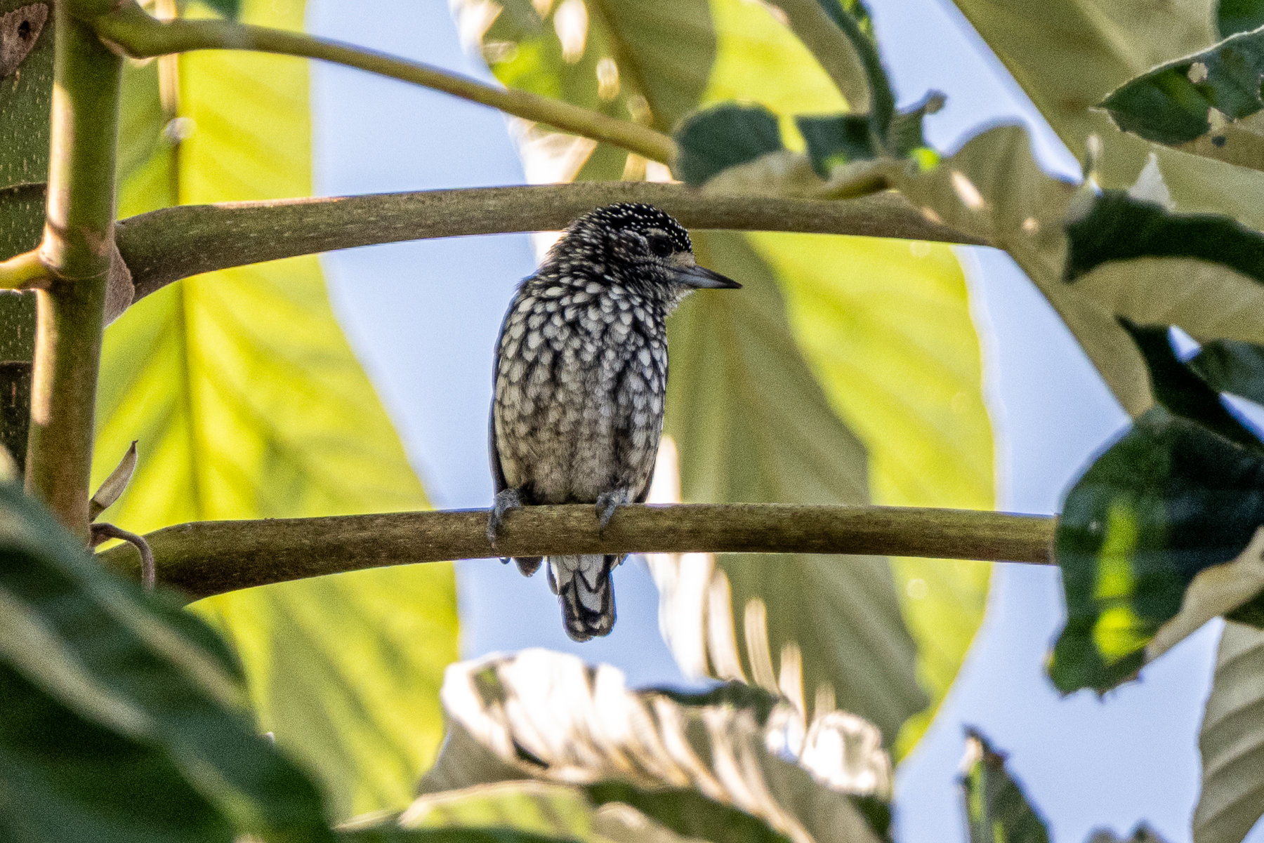 Rare to see and very difficult to photograph, the tiny (9 cm) White-wedged Piculet (image by Oliver Krueger)
