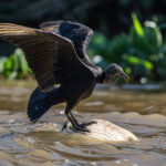 A Caiman's death is a Black Vulture's feast (image by Oliver Krueger)