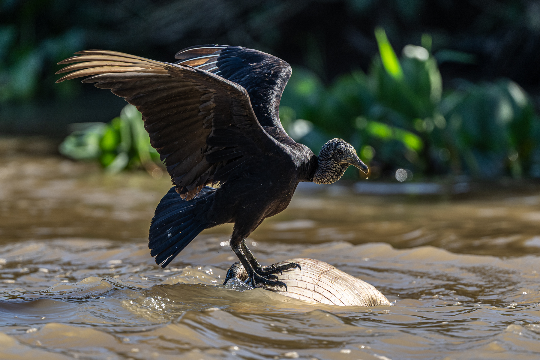 A Caiman's death is a Black Vulture's feast (image by Oliver Krueger)