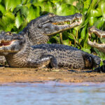 A collection of Yacare Caiman heads with their strong teeth (image by Oliver Krueger)