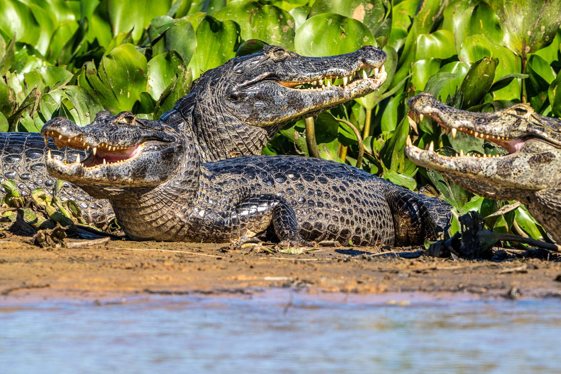 A collection of Yacare Caiman heads with their strong teeth (image by Oliver Krueger)