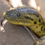 Although we found a total of five Yellow Anaconda, it was still very difficult to obtain an image of the head (image by Oliver Krueger)