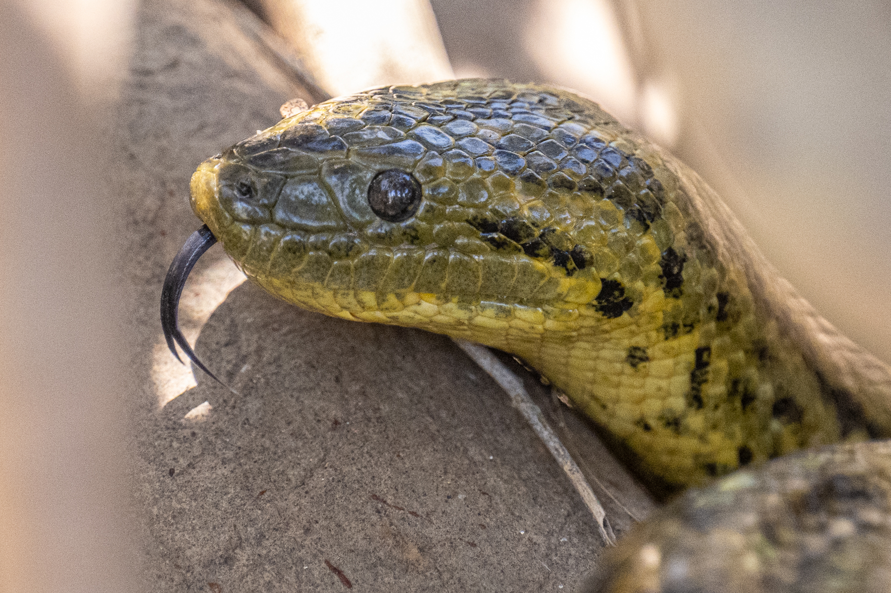 Although we found a total of five Yellow Anaconda, it was still very difficult to obtain an image of the head (image by Oliver Krueger)