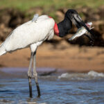 With their strong and sharp beaks, Jabiru storks can also catch large fish (image by Oliver Krueger)