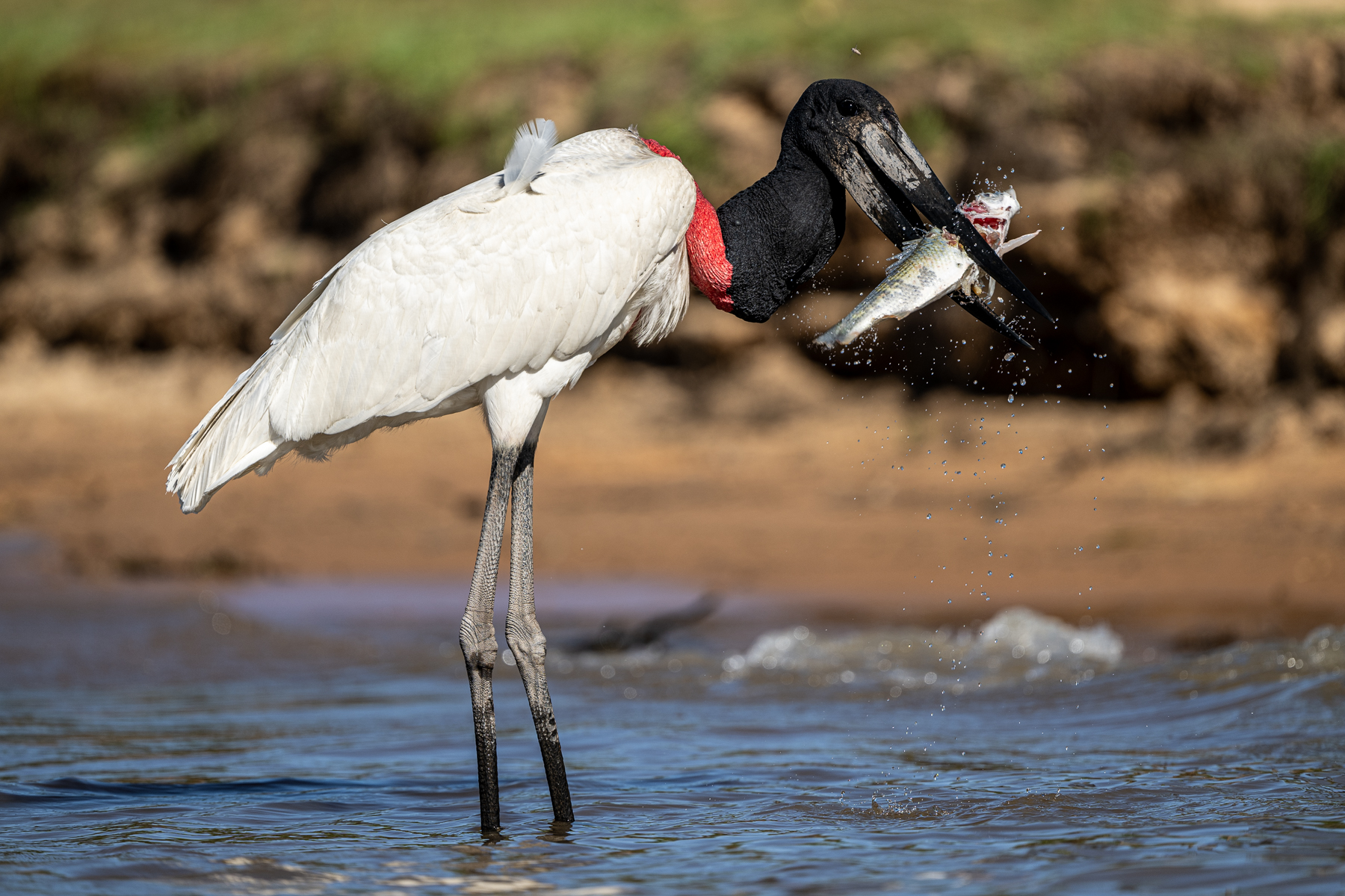 With their strong and sharp beaks, Jabiru storks can also catch large fish (image by Oliver Krueger)