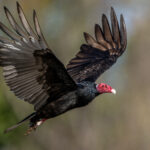 This Turkey Vulture with an intensely coloured head flew by the boat (image by Oliver Krueger)