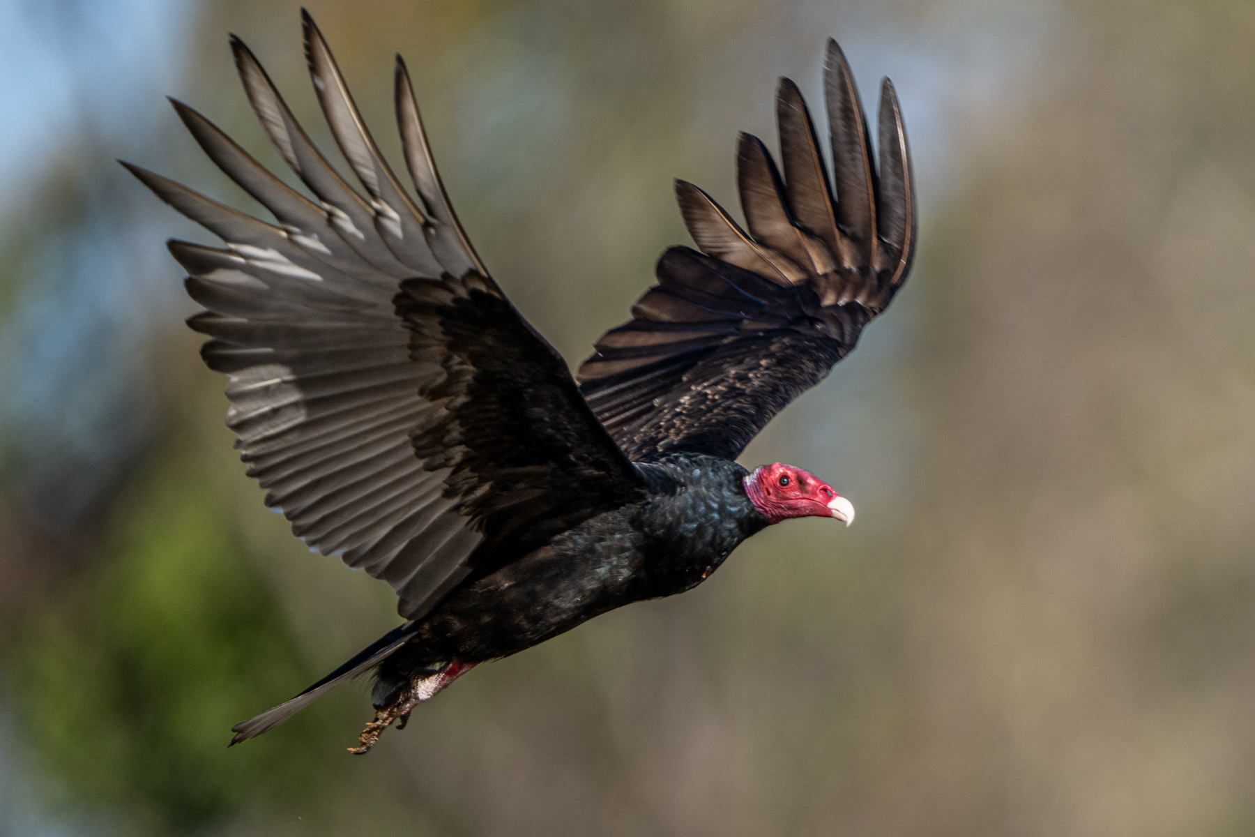 This Turkey Vulture with an intensely coloured head flew by the boat (image by Oliver Krueger)