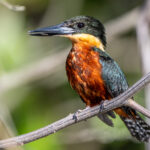 One of the real ornithological highlights of the trip was having a Green-and-rufous Kingfisher next to the boat (image by Oliver Krueger)