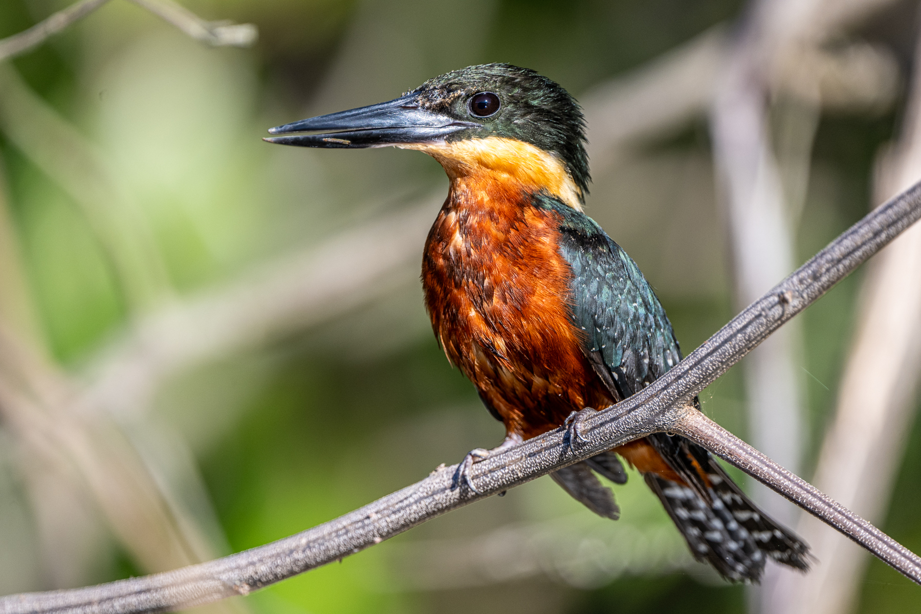 One of the real ornithological highlights of the trip was having a Green-and-rufous Kingfisher next to the boat (image by Oliver Krueger)