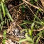 You might not see them, but they might be there, Jaguar in a bush (image by Oliver Krueger)