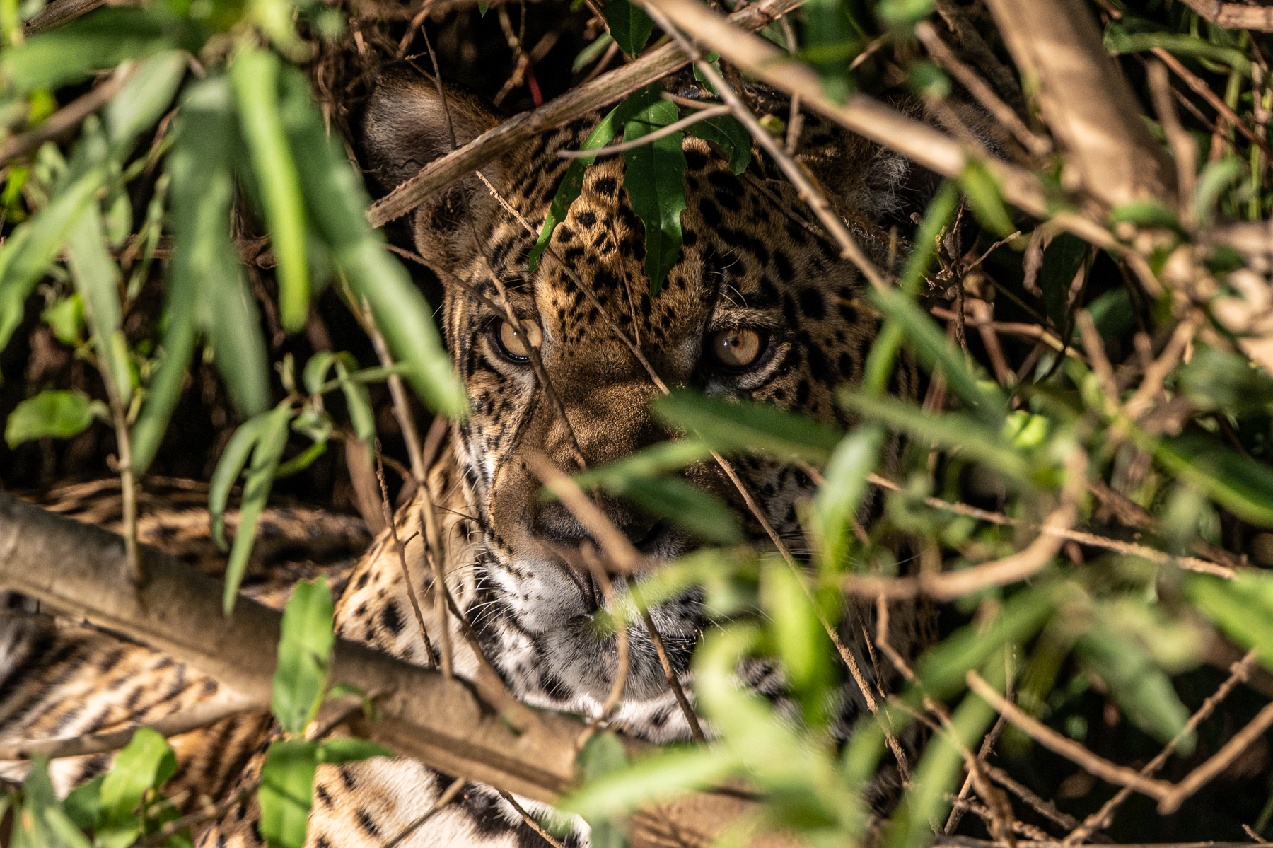 You might not see them, but they might be there, Jaguar in a bush (image by Oliver Krueger)