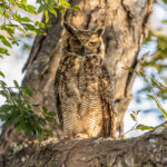 The largest owl of South America, an impressive Great Horned Owl (image by Oliver Krueger)