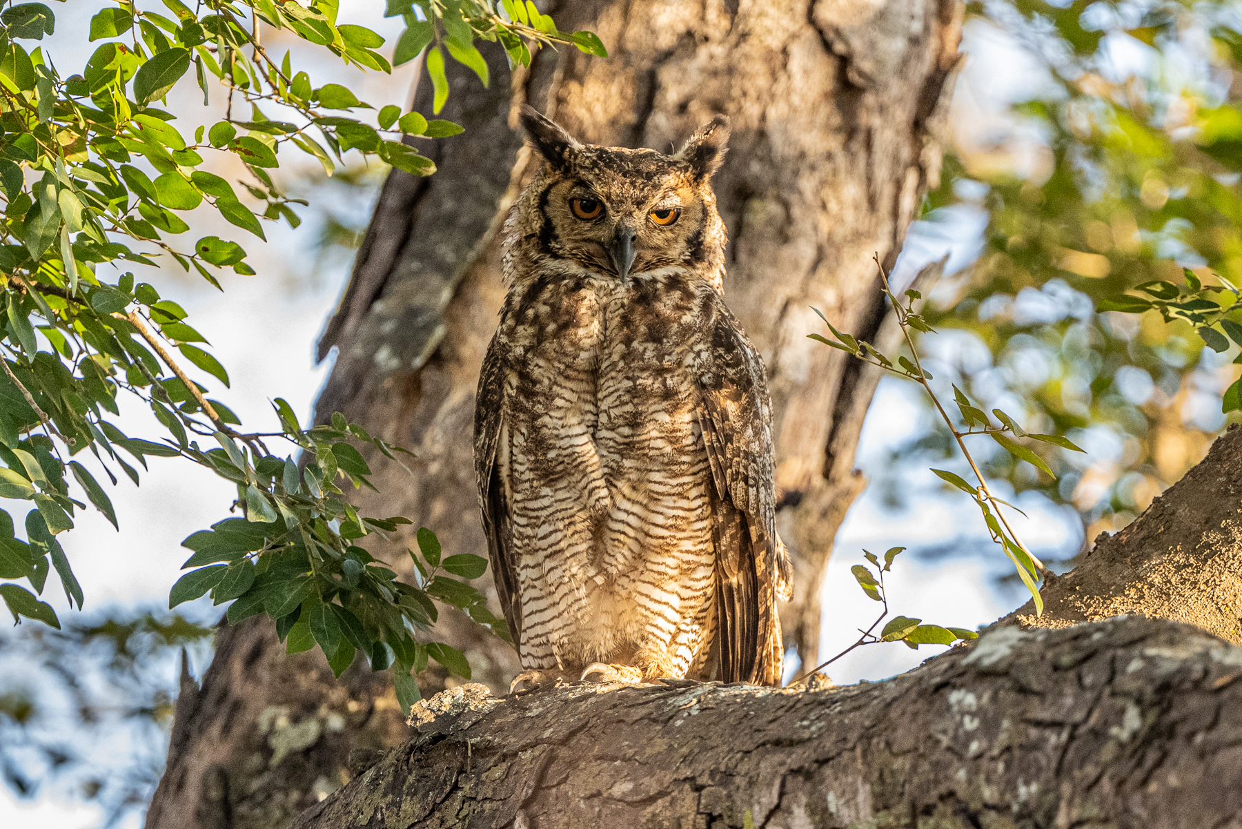 The largest owl of South America, an impressive Great Horned Owl (image by Oliver Krueger)