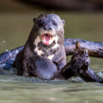 Giant Otters live in family groups and are really playful (image by Oliver Krueger)