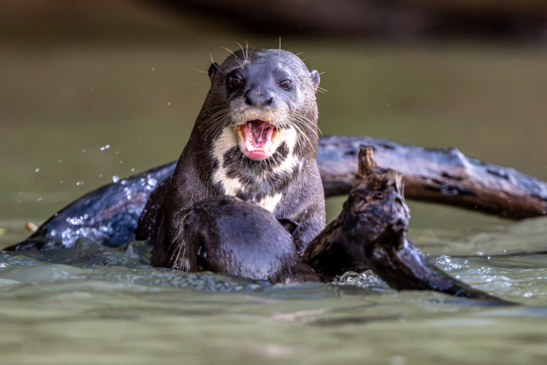 Giant Otters live in family groups and are really playful (image by Oliver Krueger)